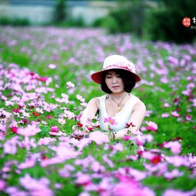 格桑花儿开