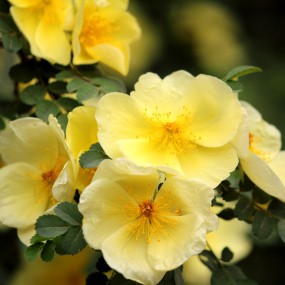 小黄花