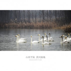 天鹅湖1