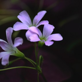小花