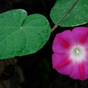 牵牛花