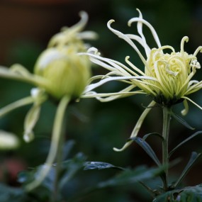菊花(2014)