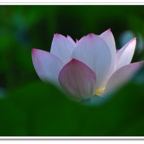 大唐菏花