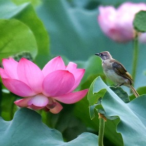 护花者