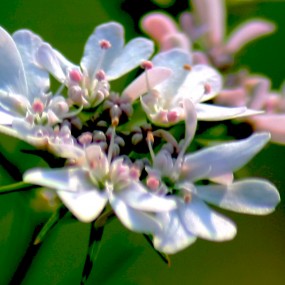 香菜花
