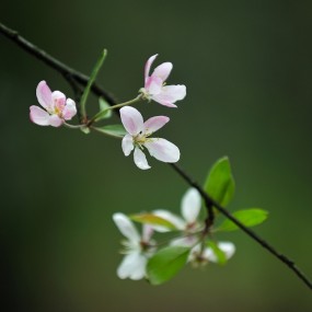 春花盛开