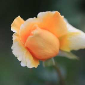 月季花