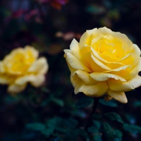 花儿照样红