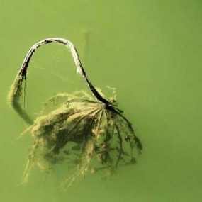 梦幻残菏