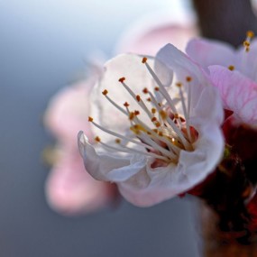 桃花迎春