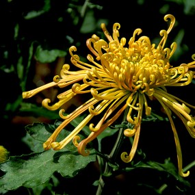 菊花