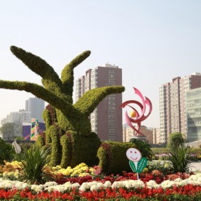 菊花仙子