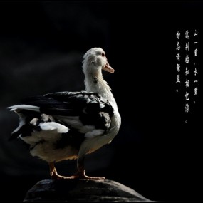 鸭鸭的思念