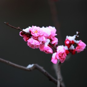 梅花傲雪