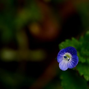 紫色小小花