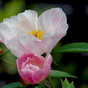 芍药（续）