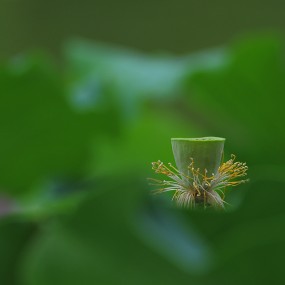 荷花韵之二