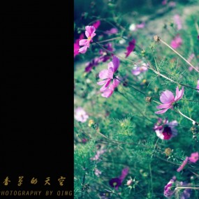 香草的天空
