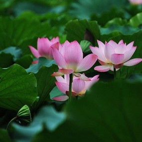 荷韵(二)