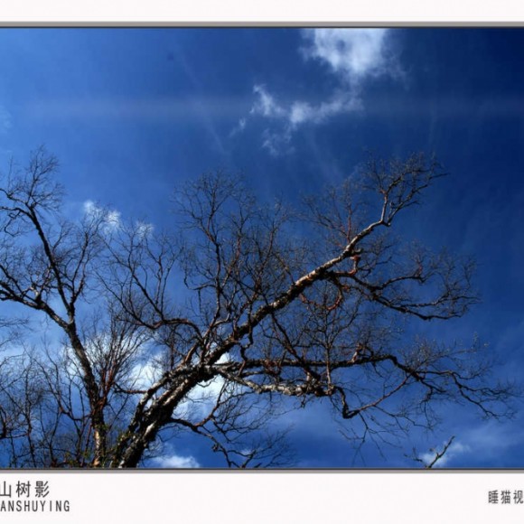 秦山树影