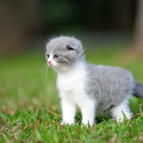 踏青3-猫咪