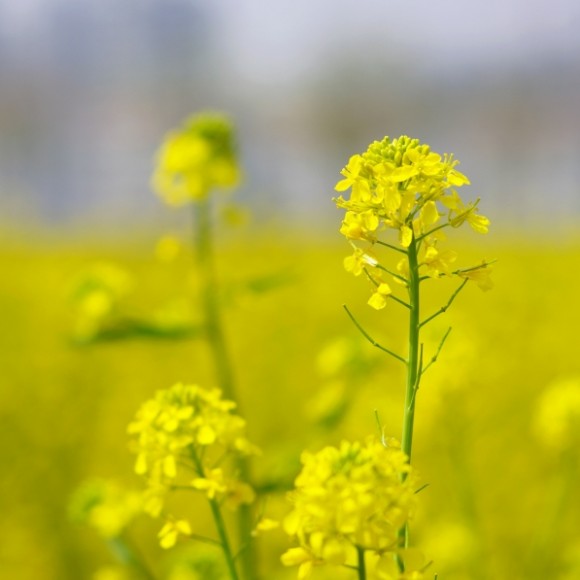 那些花儿~~