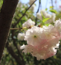 青龙寺樱花