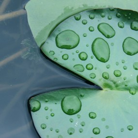 雨中的小花