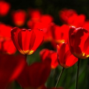 春花浓情
