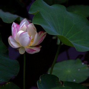 粉色荷花