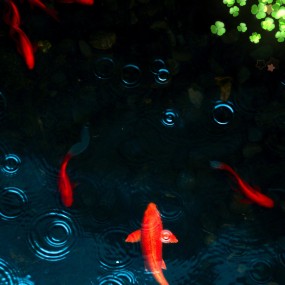 【雨】