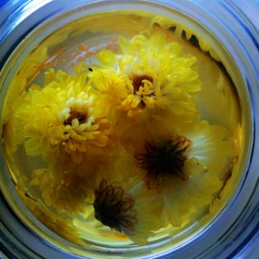 杯中菊花