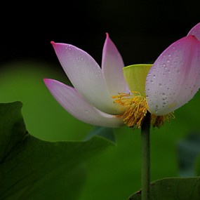 2013——荷