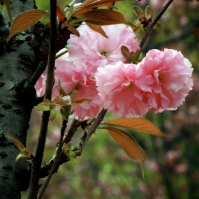 多彩樱花