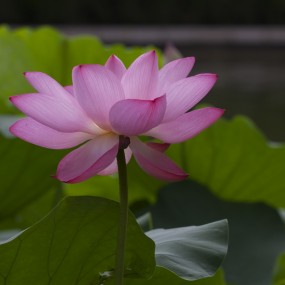 丰庆荷花