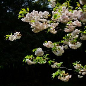 樱花