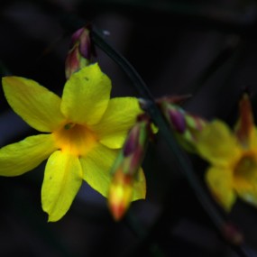 迎春花