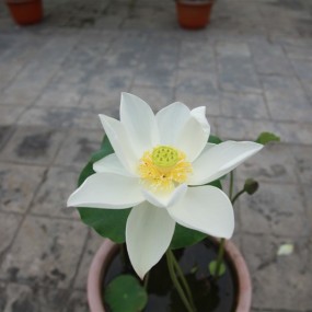 广仁寺莲花开