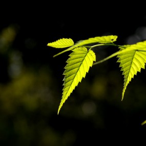 金秋随拍一组