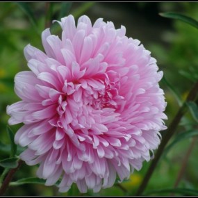 片机赏菊