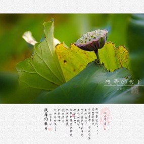 残荷の秋日