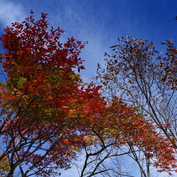 石门山红叶