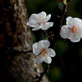 【杏花】