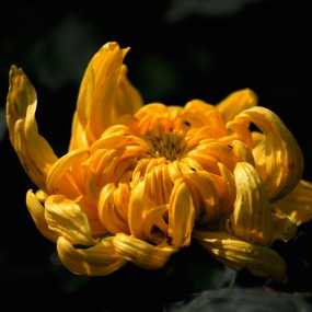 菊花5