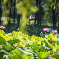 唯有莲君不染泥