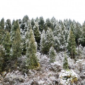 镇巴雪景