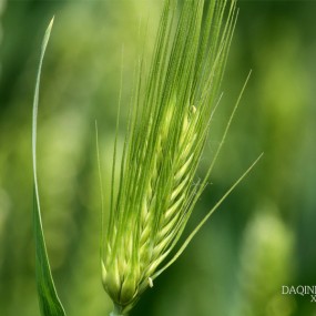 麦花