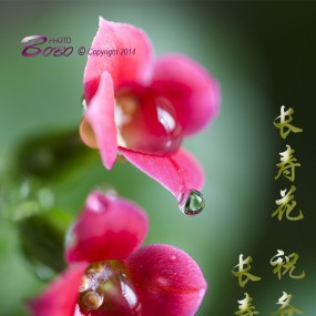 长寿花
