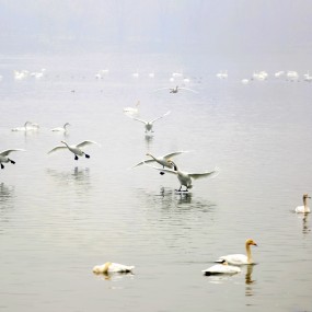 天鹅湖