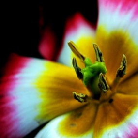 花花